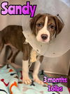 SANDY