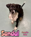 SANDAL
