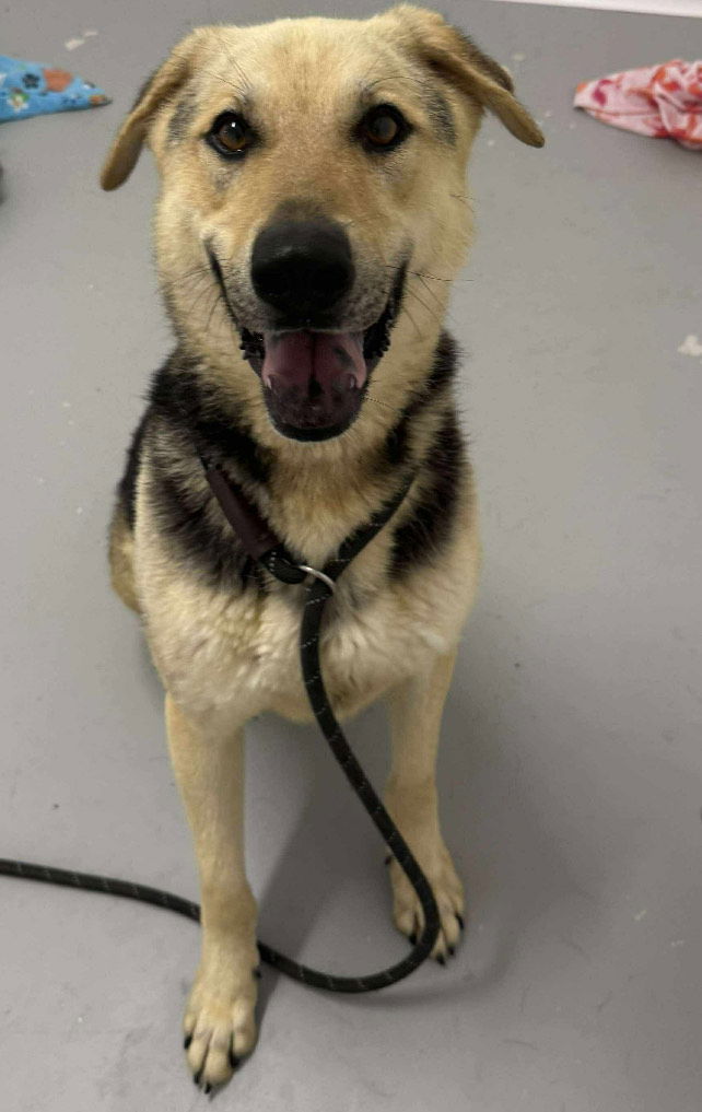 adoptable Dog in Carlisle, SC named BARRETT