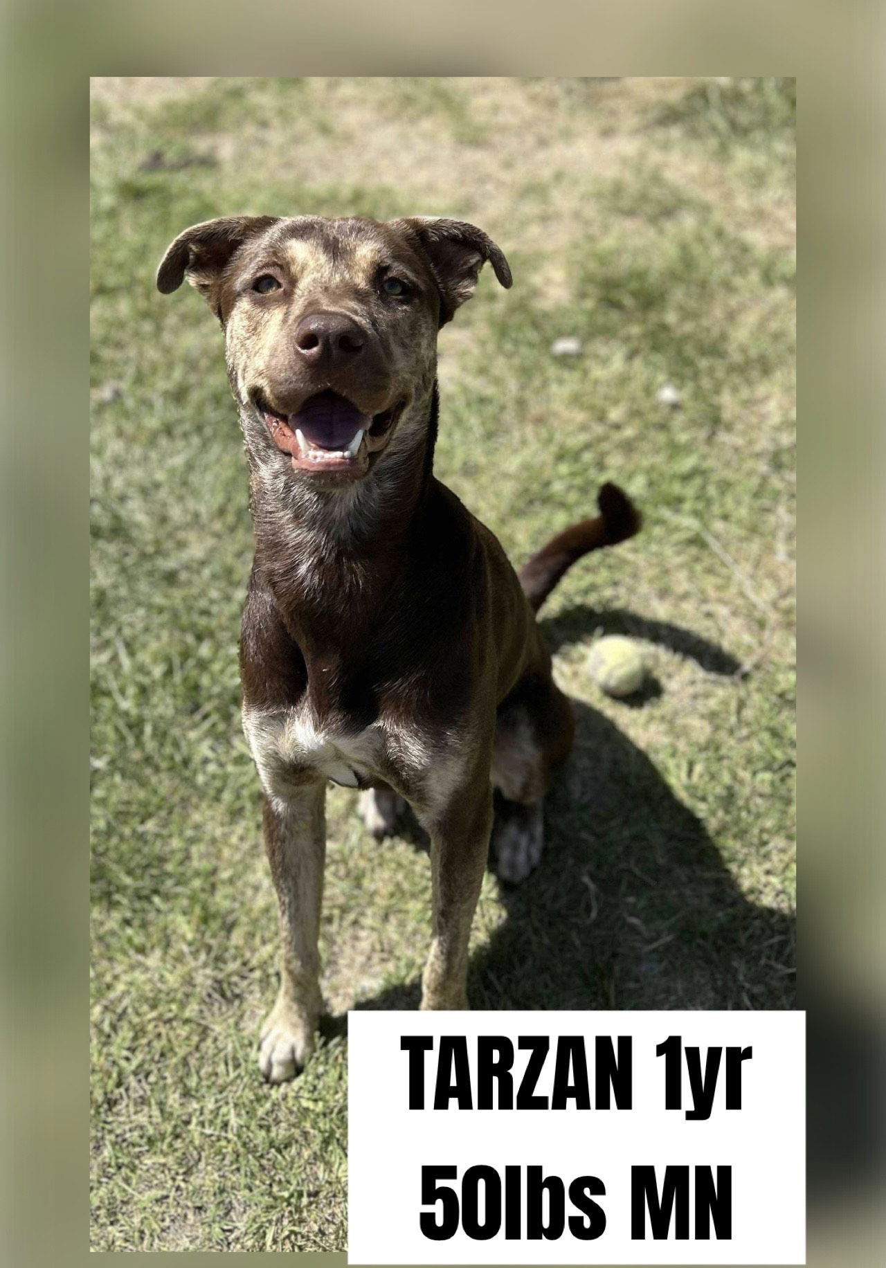adoptable Dog in Carlisle, SC named TARZAN