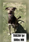 TARZAN