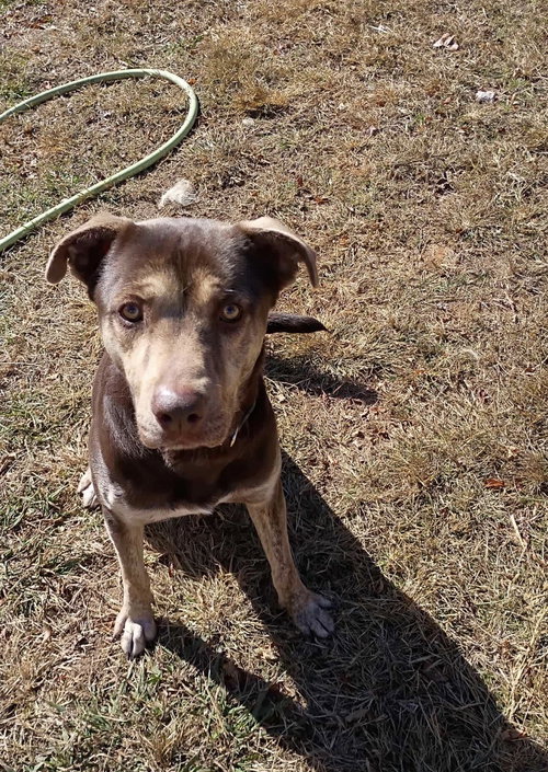 TARZAN - Retriever available for adoption