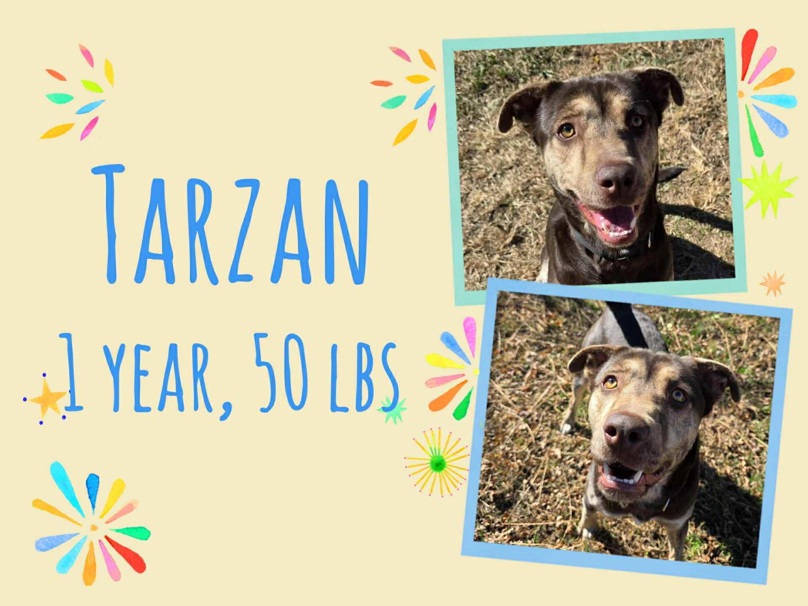 TARZAN