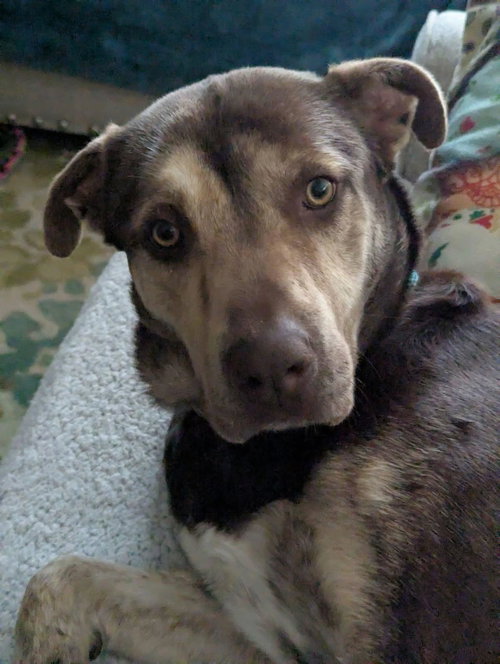 TARZAN, an adoptable Retriever in Holbrook , NY