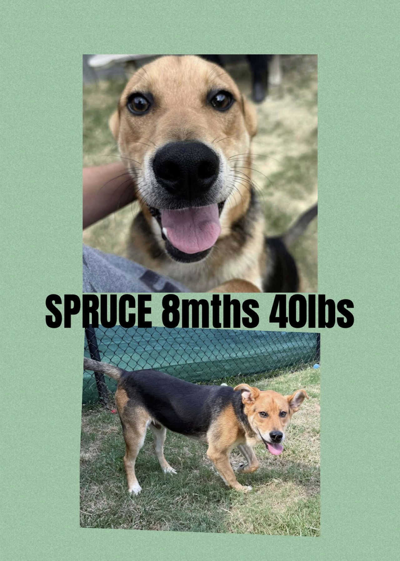 adoptable Dog in Carlisle, SC named SPRUCE