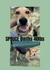 SPRUCE