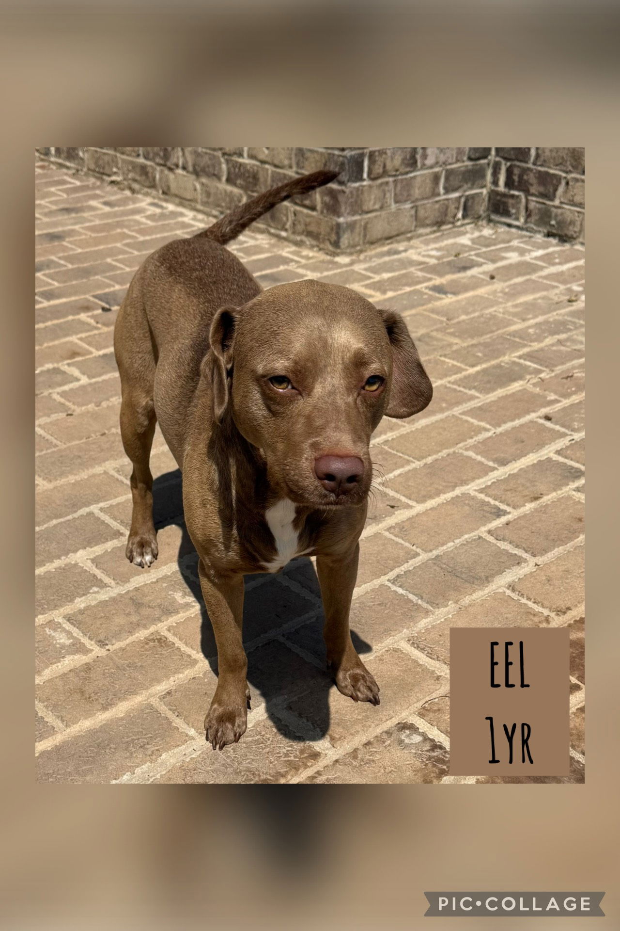 adoptable Dog in Carlisle, SC named EEL