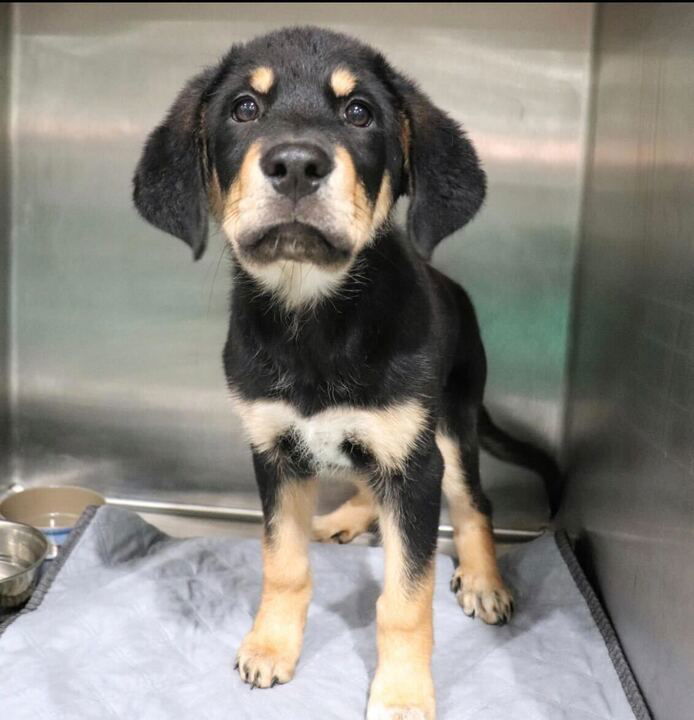 adoptable Dog in Woodbury, NY named BREAKFAST