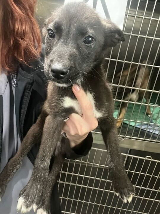 adoptable Dog in Woodbury, NY named OLIVE