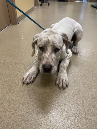 adoptable Dog in Woodbury, NY named TAYLOR SWIFT