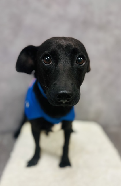adoptable Dog in Woodbury, NY named DAVIS