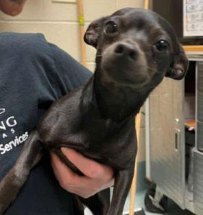 adoptable Dog in Woodbury, NY named REDDY aka BUTTERCUP