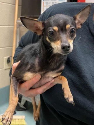 adoptable Dog in Woodbury, NY named DIGGER aka BUBBLES