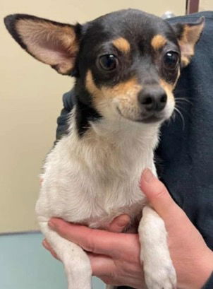 adoptable Dog in Woodbury, NY named POGA aka BLOSSOM