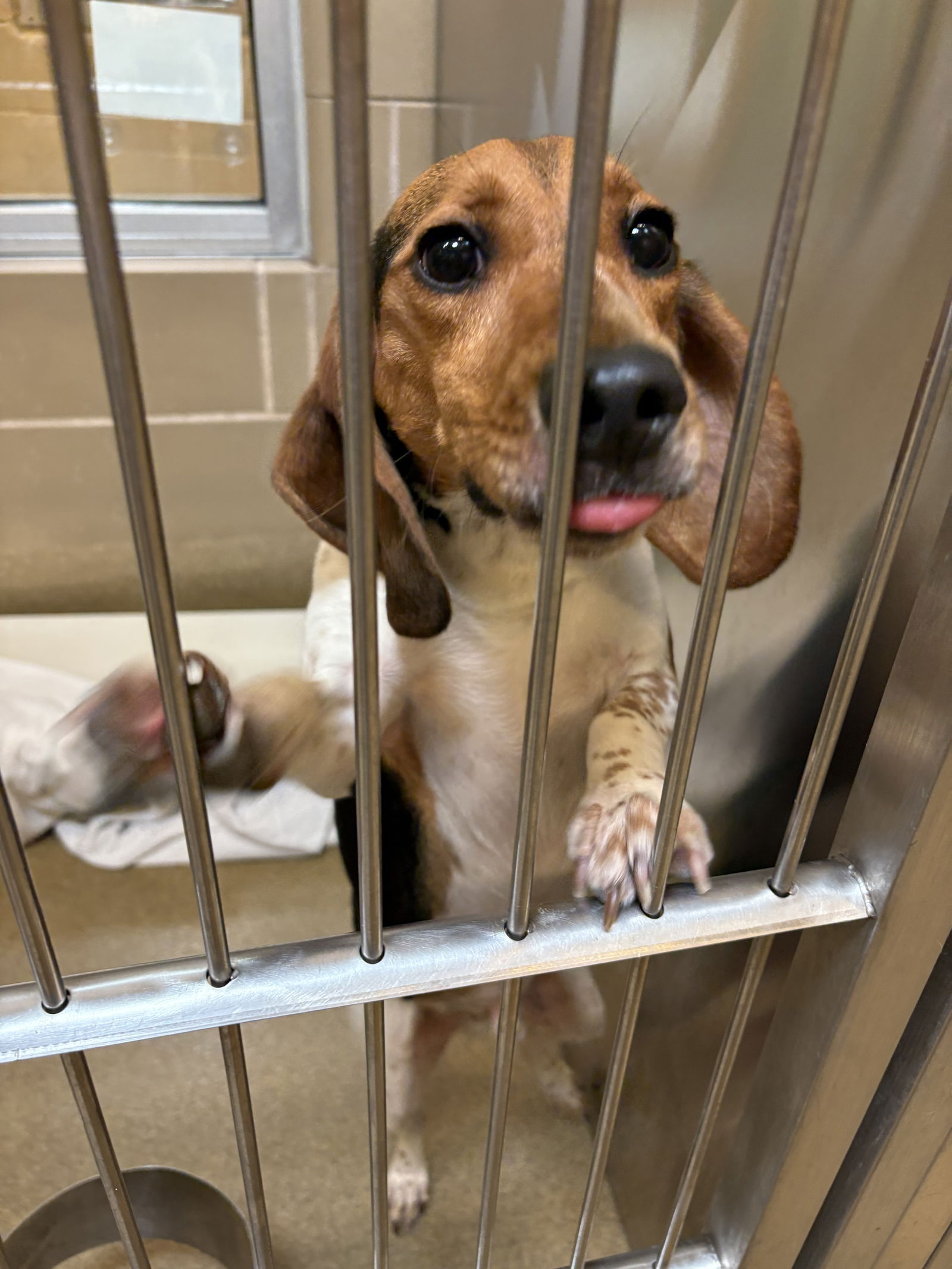 adoptable Dog in Woodbury, NY named BUDDY