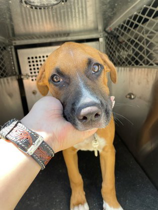 adoptable Dog in Woodbury, NY named RANCH