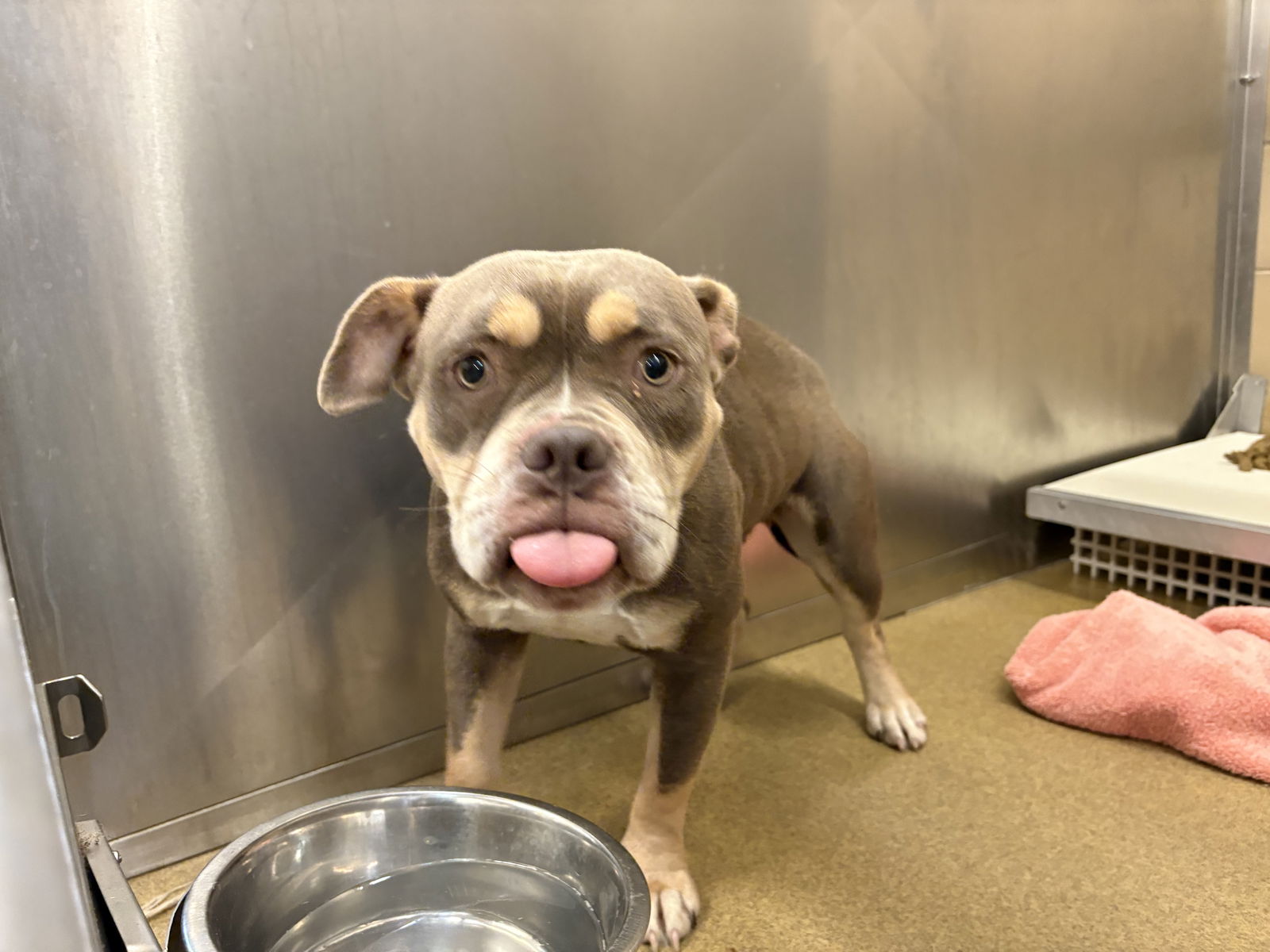adoptable Dog in Woodbury, NY named BEVERLY