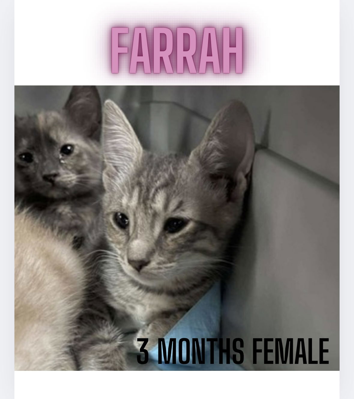 adoptable Cat in Woodbury, NY named FARRAH