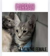 FARRAH