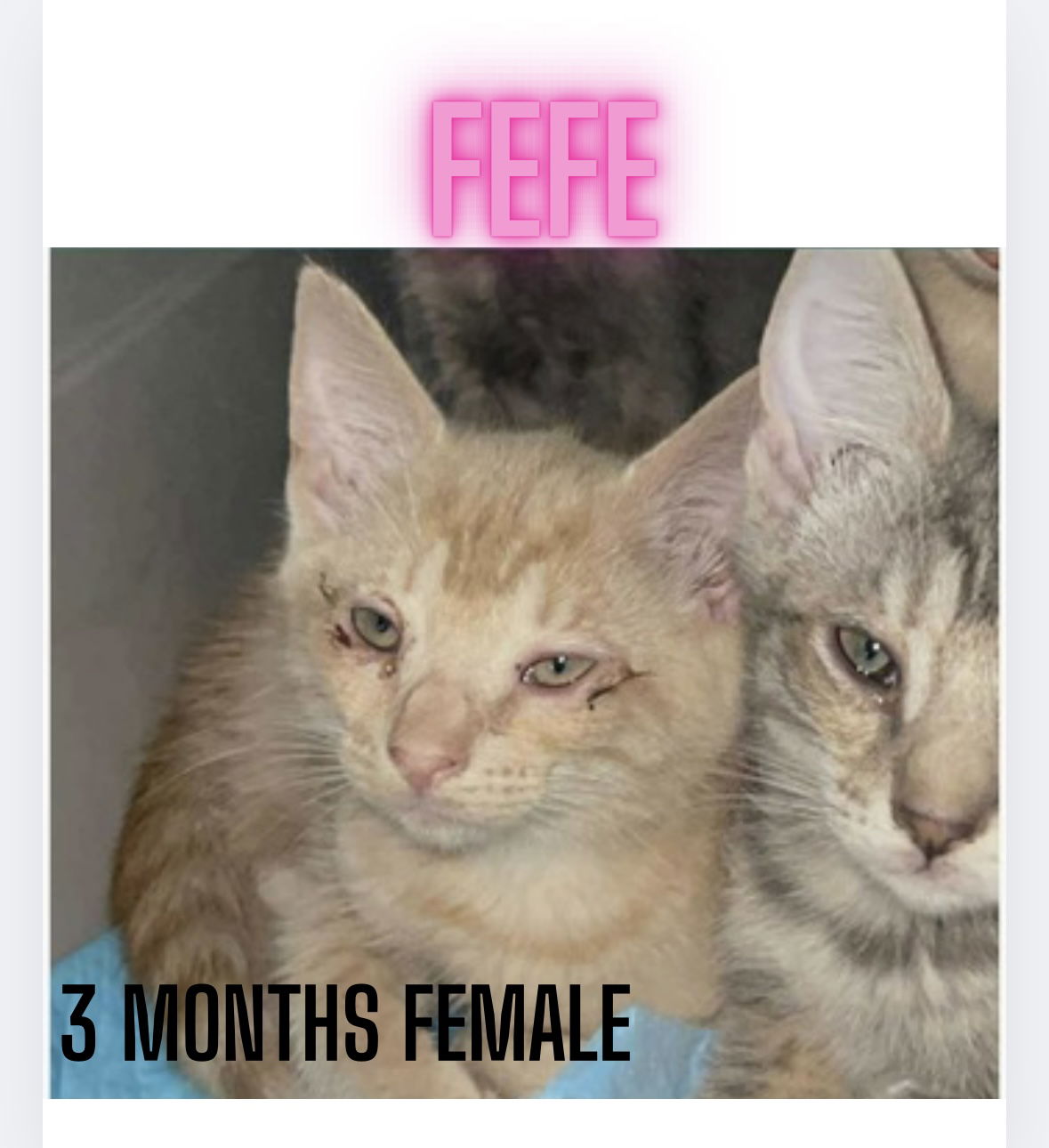 adoptable Cat in Woodbury, NY named FEFE