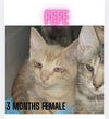 adoptable Cat in woodbury, NY named FEFE