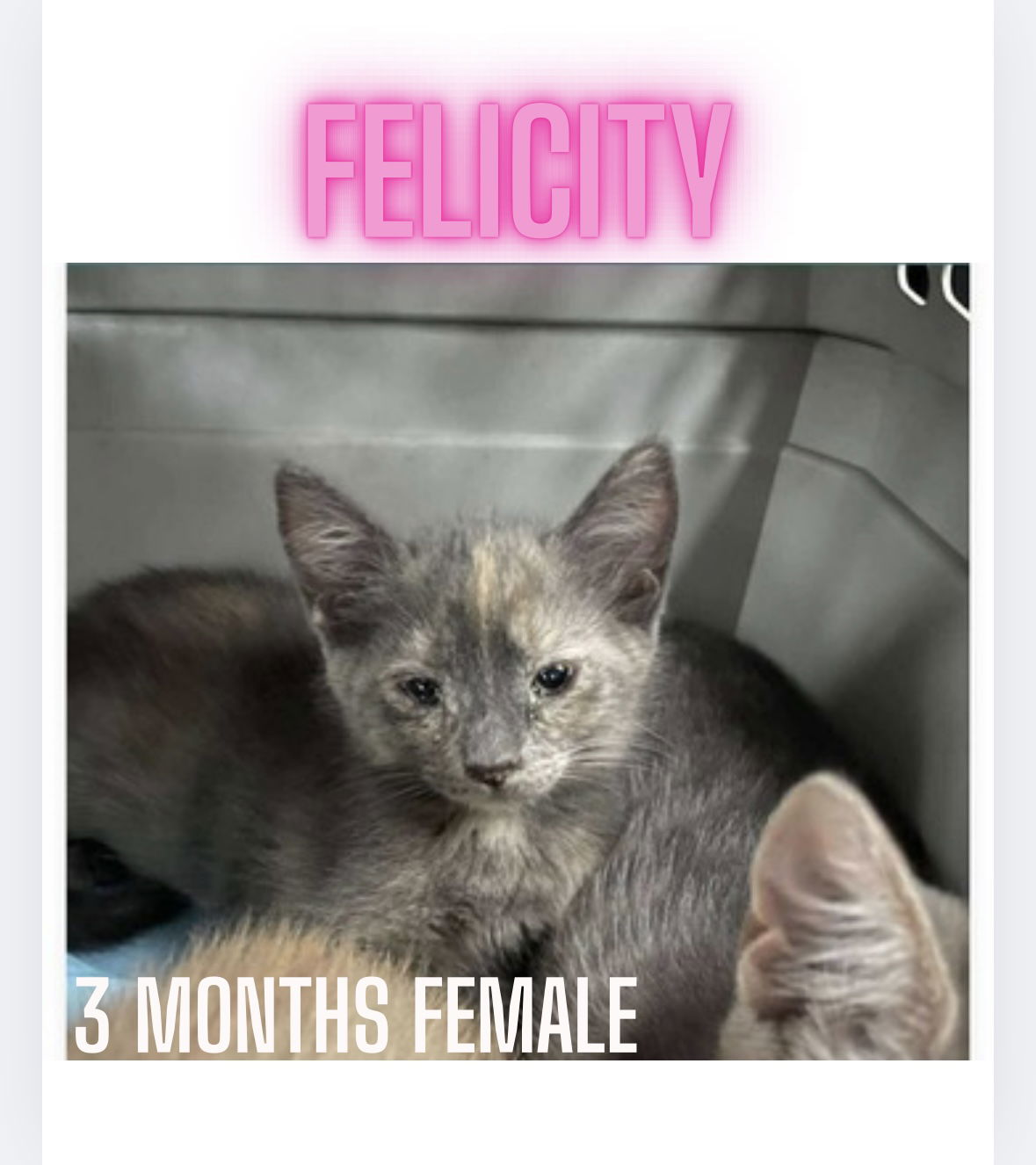 adoptable Cat in Woodbury, NY named FELICITY