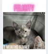adoptable Cat in woodbury, NY named FELICITY
