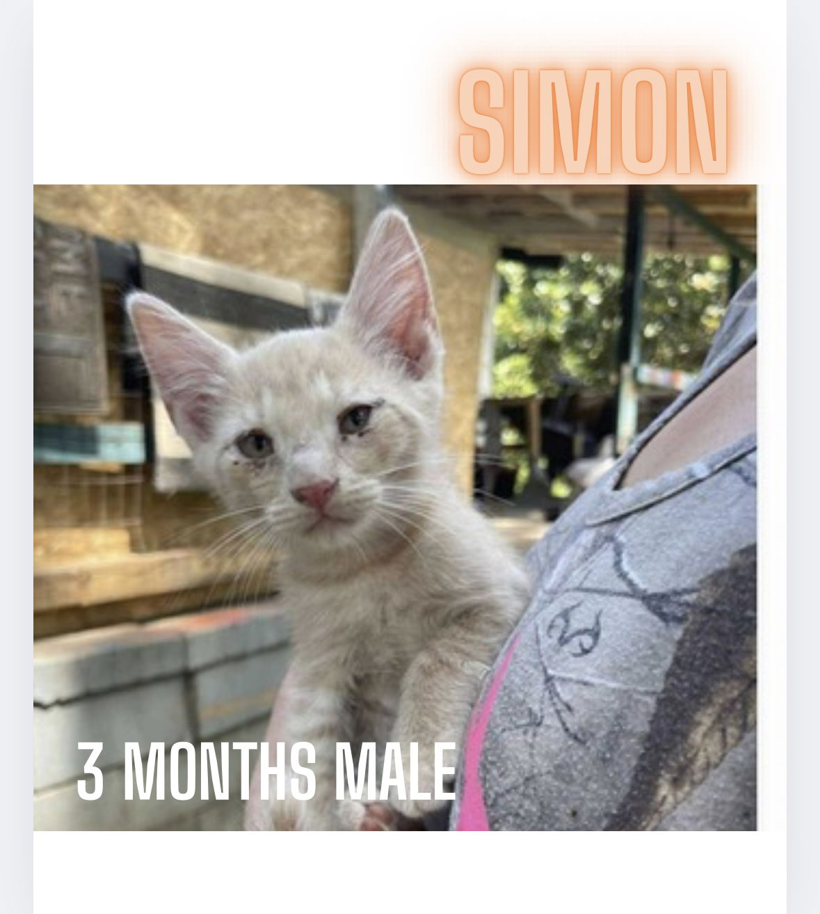 adoptable Cat in Woodbury, NY named SIMON