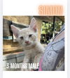 adoptable Cat in woodbury, NY named SIMON