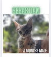 SEBASTIAN