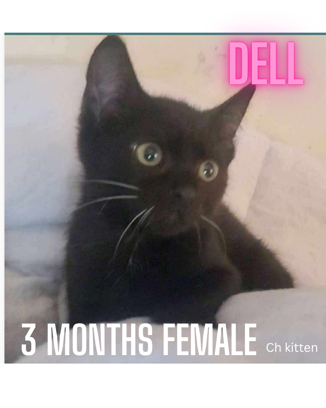 adoptable Cat in Woodbury, NY named DELL
