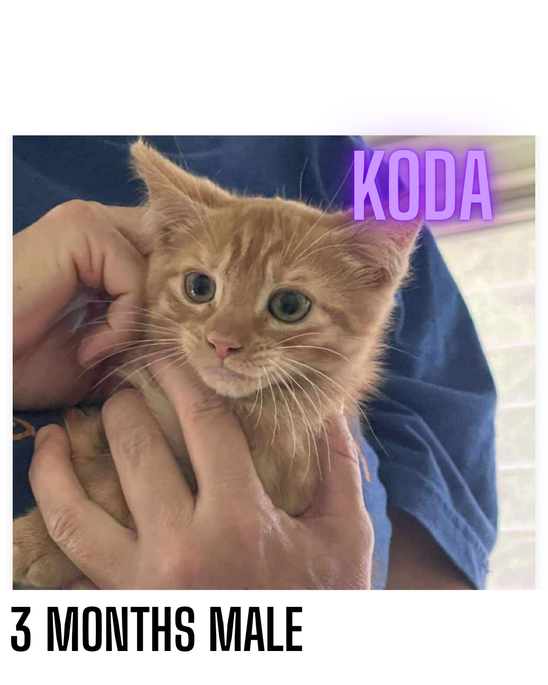 adoptable Cat in Woodbury, NY named KODA