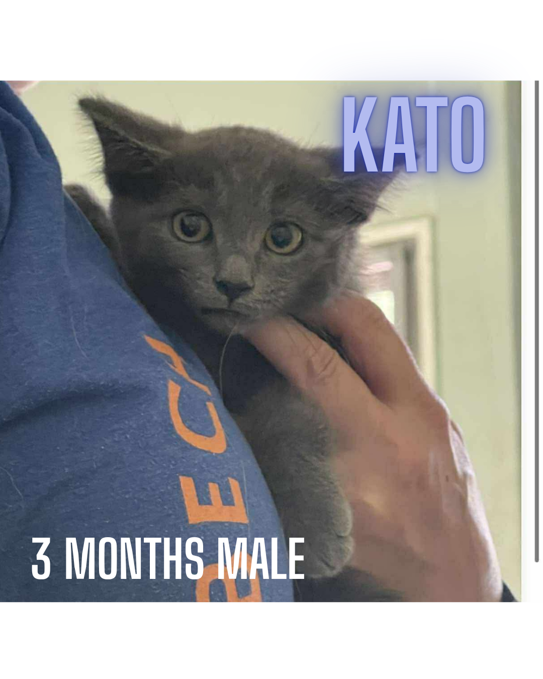 adoptable Cat in Woodbury, NY named KATO