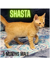 SHASTA