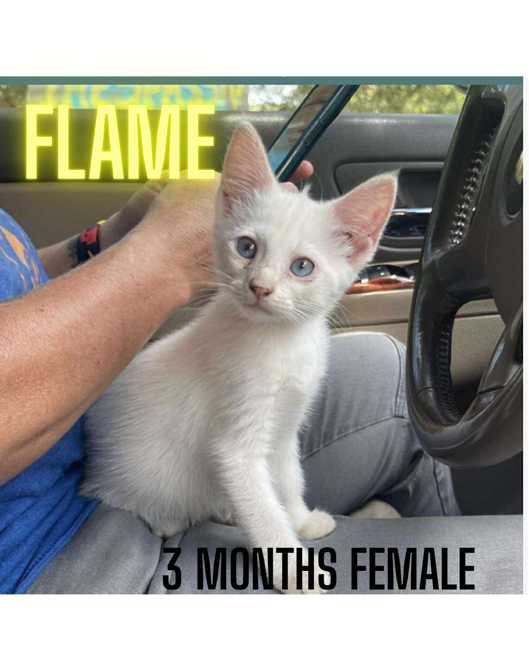 adoptable Cat in Woodbury, NY named FLAME