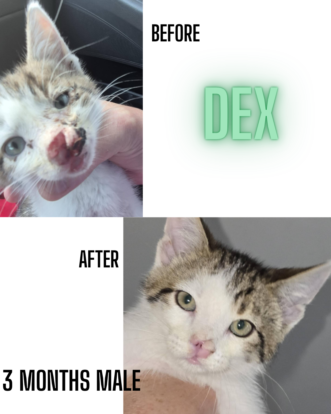 adoptable Cat in Woodbury, NY named DEX