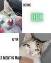 DEX