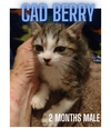 CAD BERRY