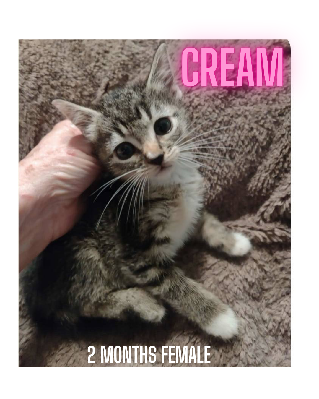 adoptable Cat in Woodbury, NY named CREAM