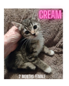 CREAM
