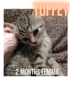 TOFFEY
