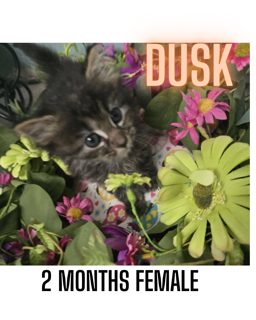 adoptable Cat in Woodbury, NY named DUSK