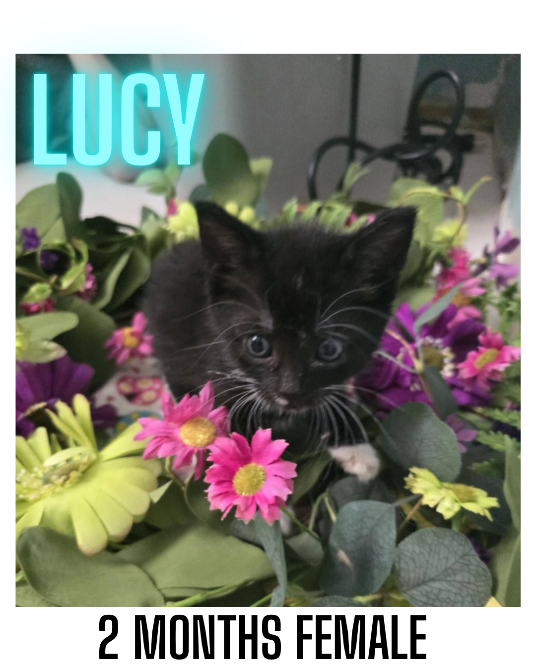 adoptable Cat in Woodbury, NY named LUCY