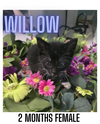 WILLOW (kitten)