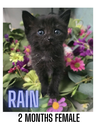 RAIN