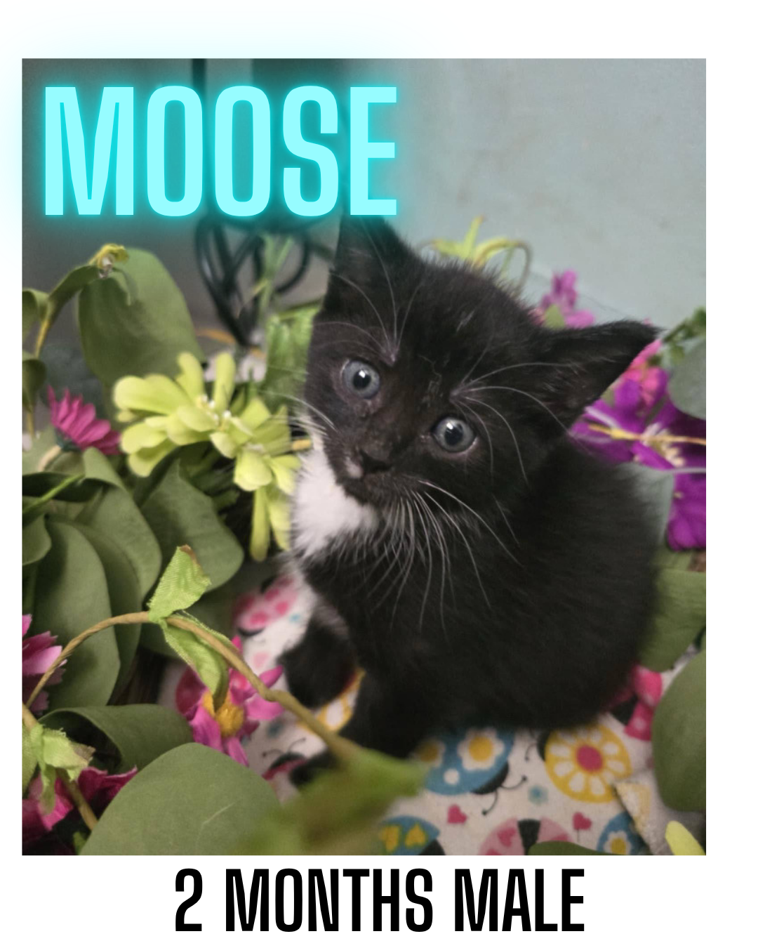 adoptable Cat in Woodbury, NY named MOOSE