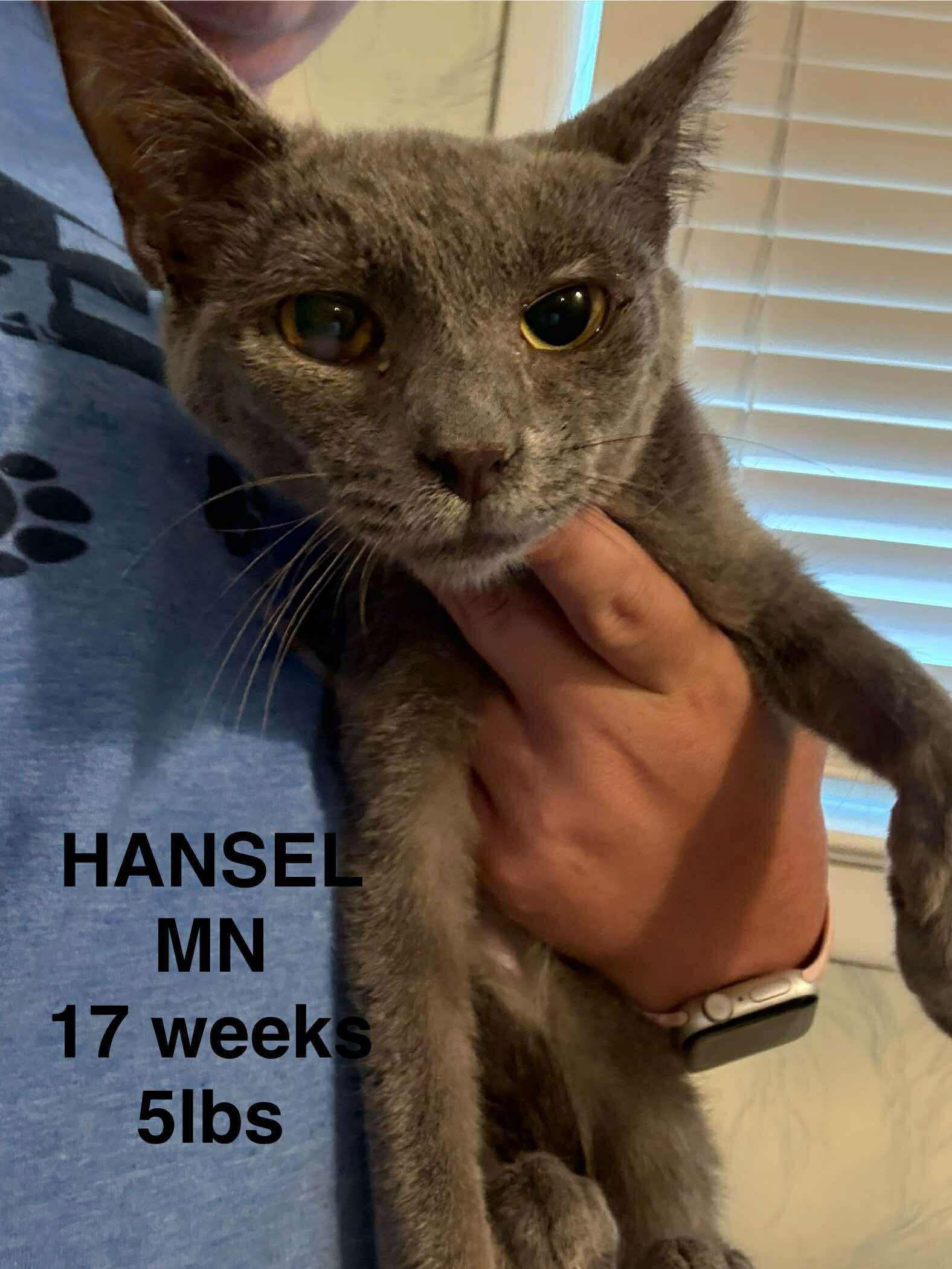 adoptable Cat in Woodbury, NY named HANSEL