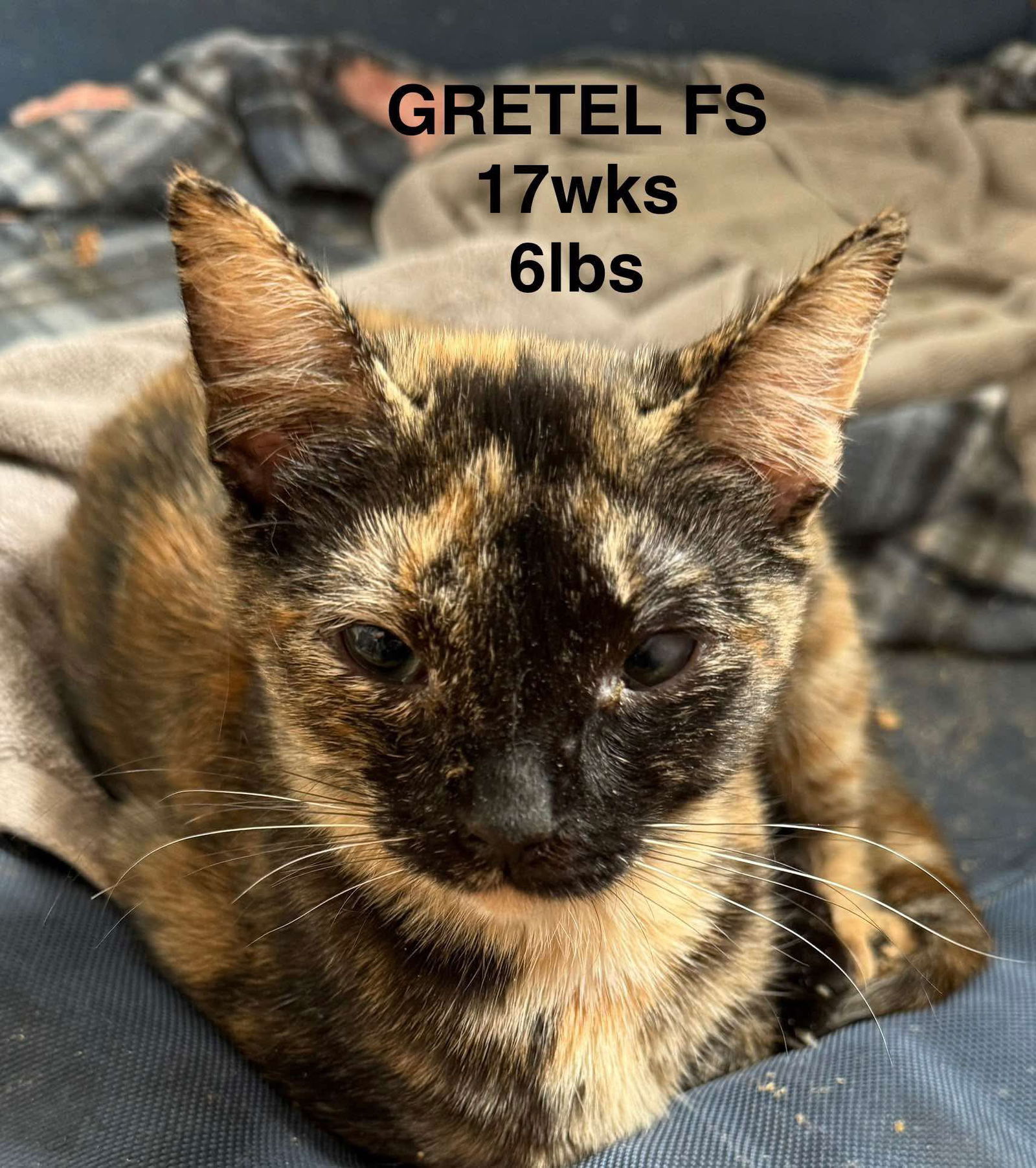adoptable Cat in Woodbury, NY named GRETEL
