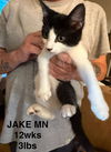 JAKE