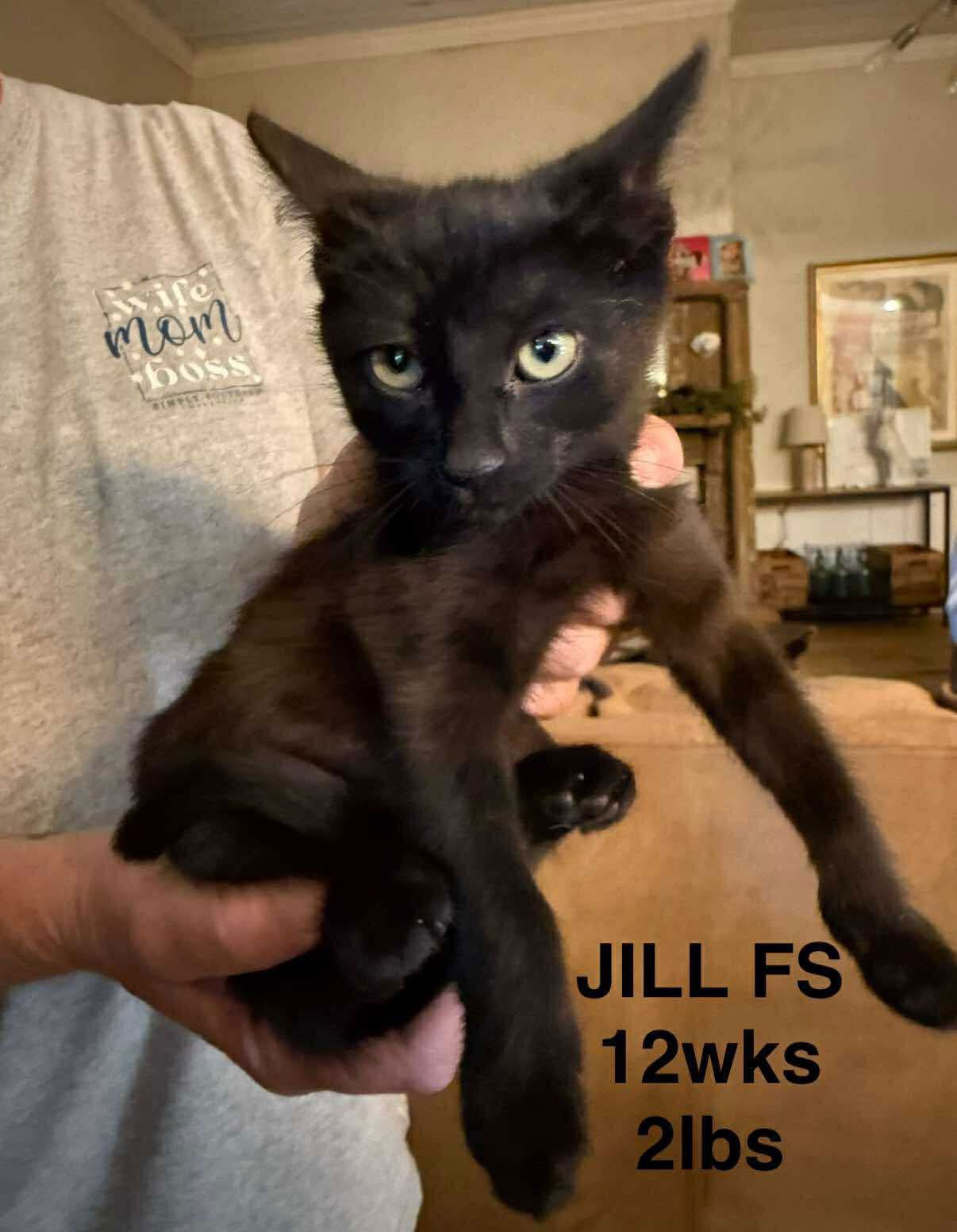 adoptable Cat in Woodbury, NY named JILL